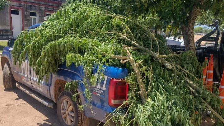 Descartaron y abandonaron un monte de marihuana en Cayastá