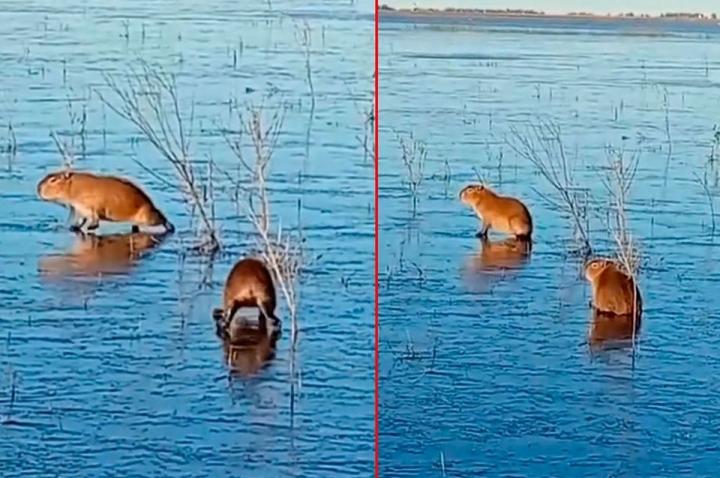 Se congeló un estero y carpinchos fueron filmados “patinando”
