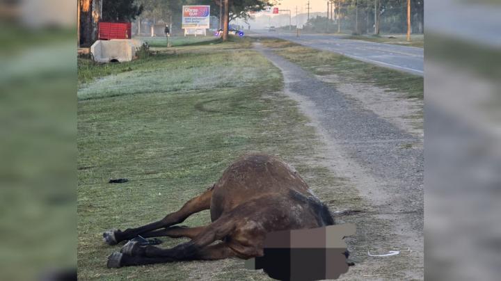 Otra vez accidente con los caballos sueltos cerca del cementerio de San Javier 