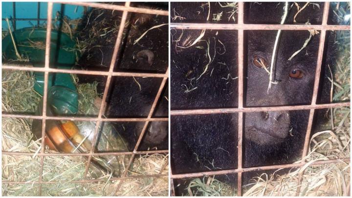 Rescate de un mono en zona de islas de Alejandra