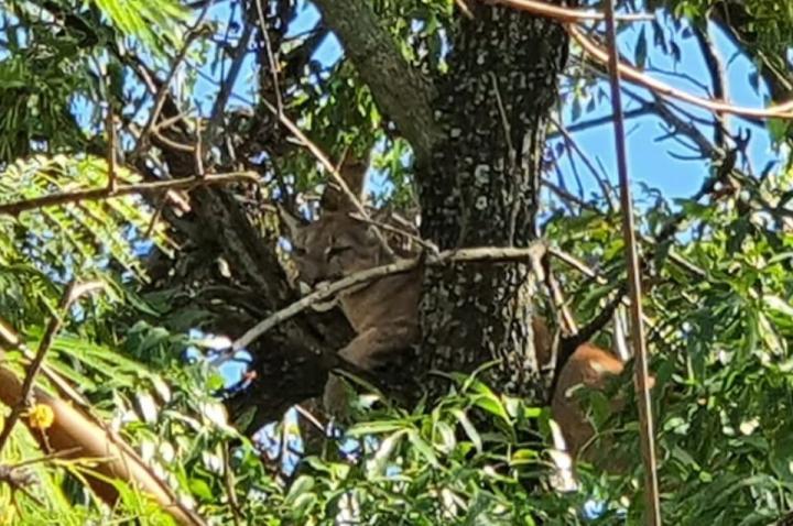 Apareció un puma y se trepo a un arbol