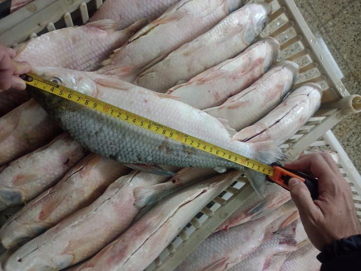 Sancionan a frigorífico pesquero que tenía más de 3.000kg de de boga por debajo de la talla mínima