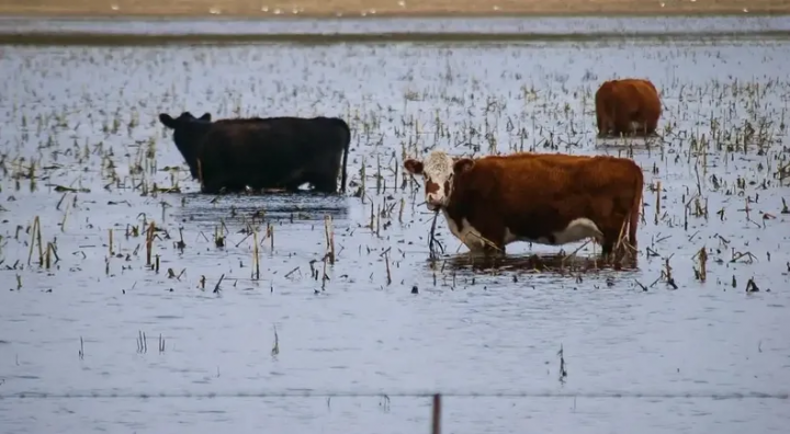 Prorrogan la vacunación antiaftosa y habilitan medidas excepcionales por inundaciones en Santa Fe