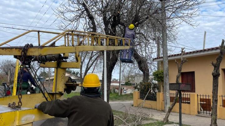 Comienza la temporada de poda en la ciudad de San Javier 