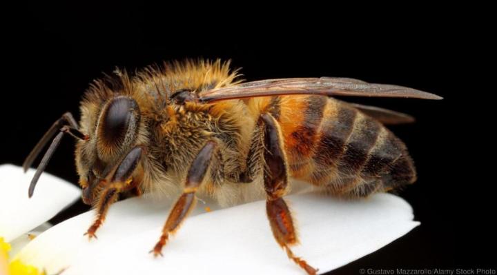 Abejas