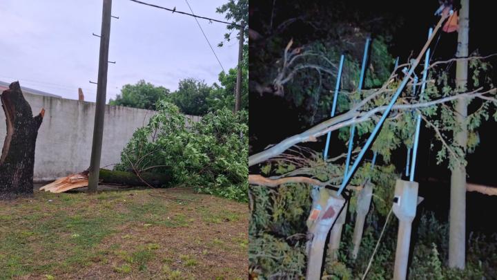 San javier: viento y lluvia provocaron caída de árboles y cortes de energía
