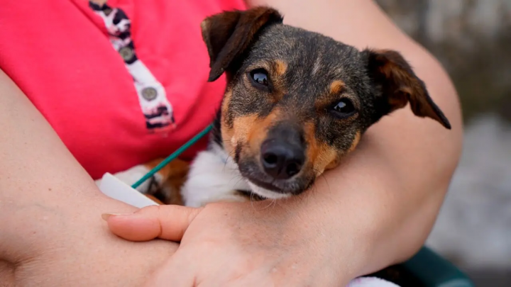 Nueva jornada de castraciones en Cayastá con fuerte compromiso territorial