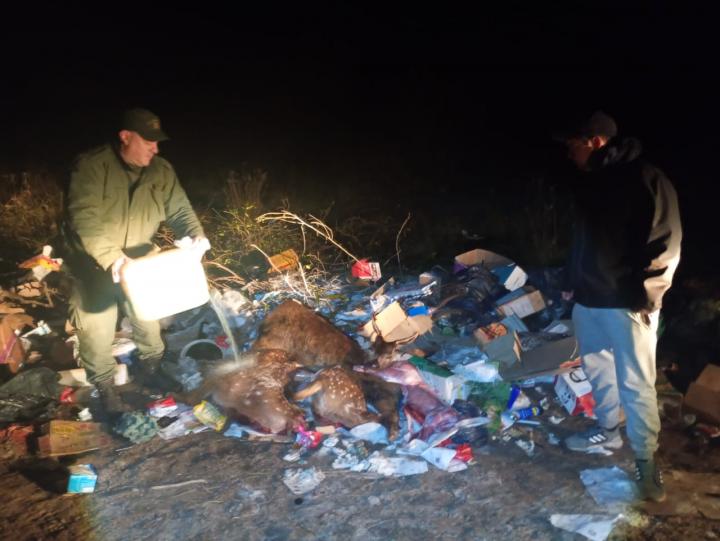San Javier: Los Pumas hicieron procedimiento con cazadores que no tenían permiso del dueño de la isla