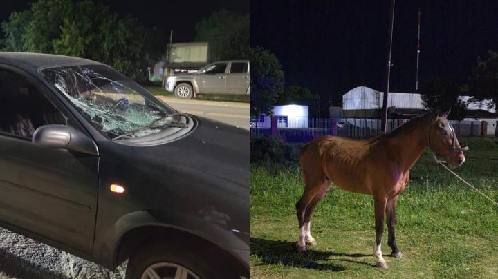 San Javier: una familia chocó un caballo que se le atravesó en la ruta N°1