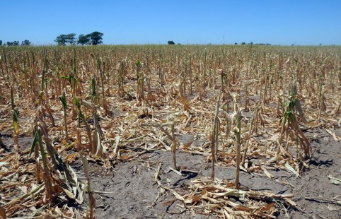 Sequía: El Senador Rodrigo Borla pidió la declaración de emergencia para departamento San Justo 