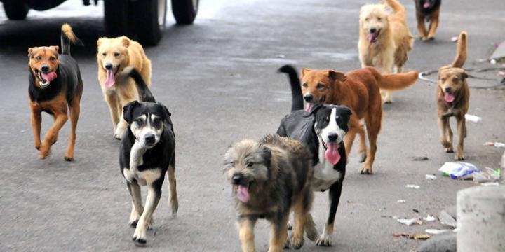 lobo emitir ritmo Los concejales de San Javier empezarán a debatir un proyecto para regular  el problema de los perros de la calle
