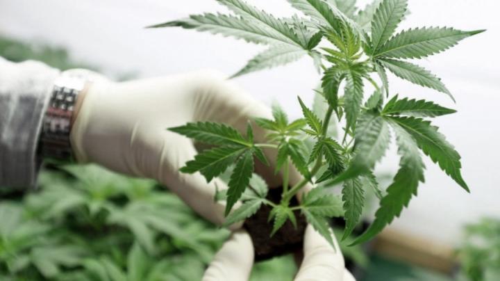 Jujuy inició la cosecha de cannabis medicinal 