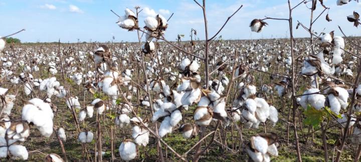 El algodón volvió a sembrarse en San Javier