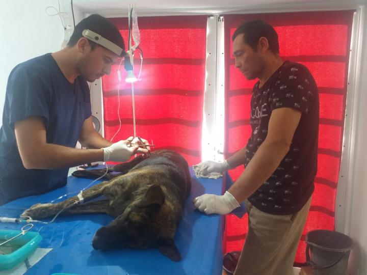 La Municipalidad de San Javier castró otras 50 perras y gatas