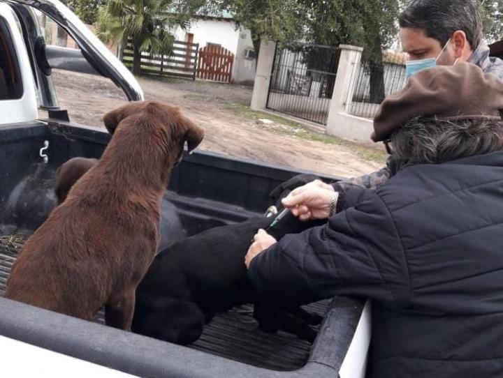 Jornada de vacunación y castración de mascotas en Alejandra 