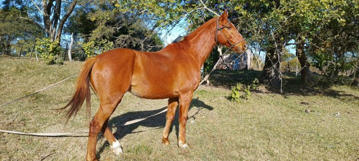 Los Pumas de San Javier recuperaron un caballo de polo