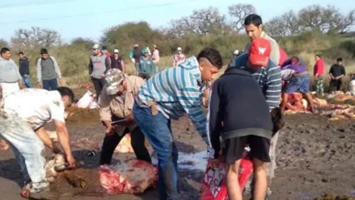 Calchaquí: volcó un camión de vacas y los vecinos carnearon los animales