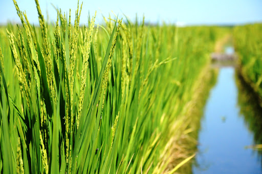El miércoles será la 4ta. Jornada Técnica de Cultivo del arroz