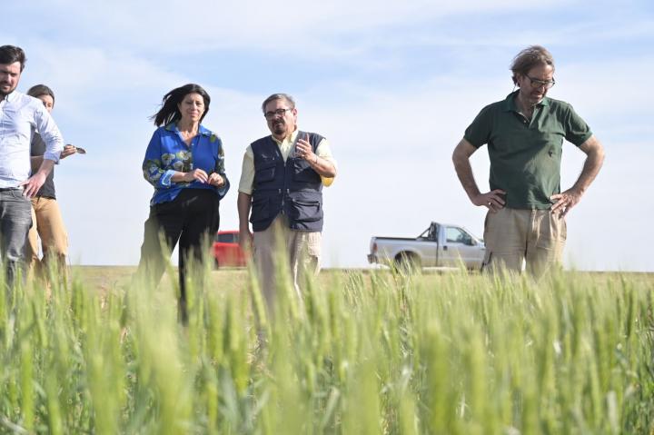 Trigo: Clara García pidió la Emergencia Agropecuaria frente a la sequía que pone en riesgo la cosecha