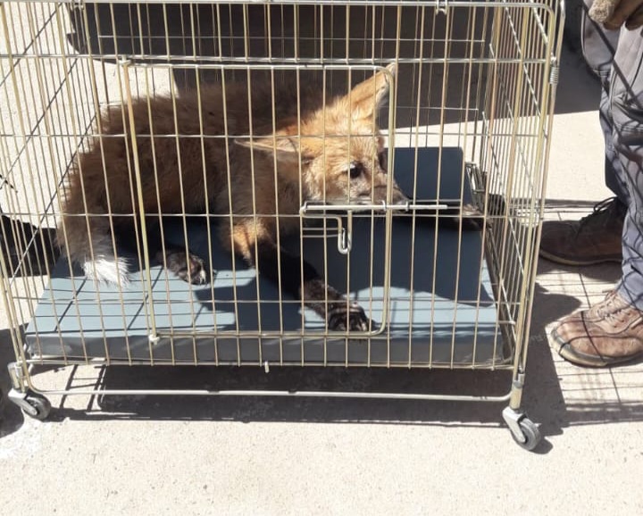 Una cachorra de Aguará Guazú fue rescatada en barrio La Flecha