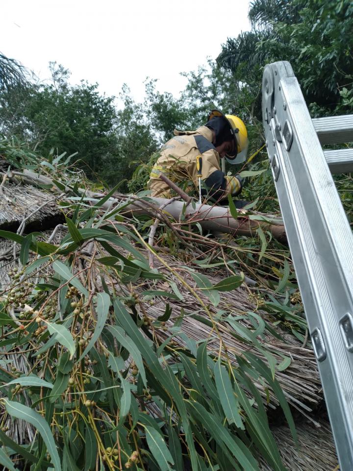 Parte de un gran eucalipto cayó sobre una casa, ocasionando serios daños