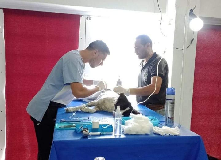 La Municipalidad de San Javier continúa con las castraciones de mascotas 