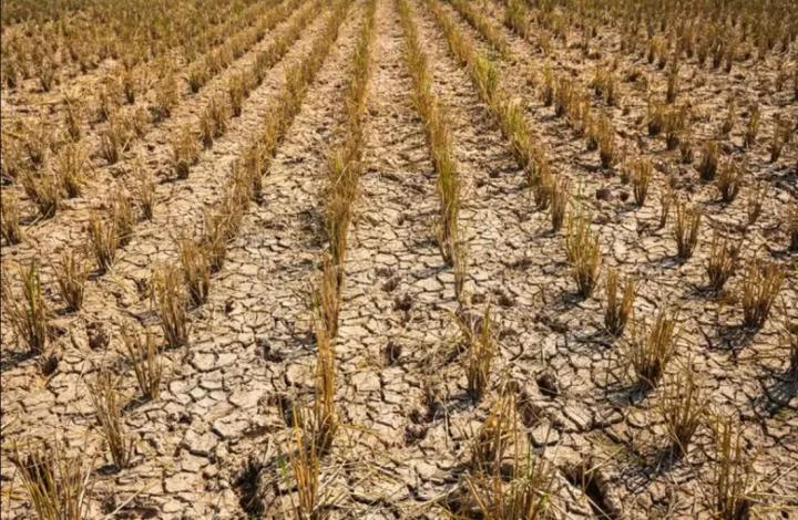 Desde Nación homologan la emergencia agropecuaria para la provincia de Santa Fe