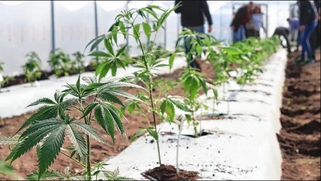 La primera cosecha provincial pública de cannabis será utilizada para investigación