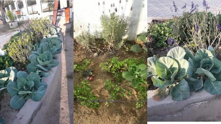 En Santa Rosa, siembran verduras en canteros de una plaza 