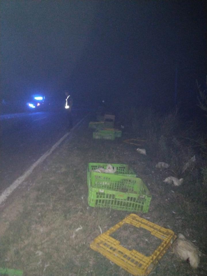 Pollos en fuga: camión perdió 36 jaulas desde Saladero a Helvecia 
