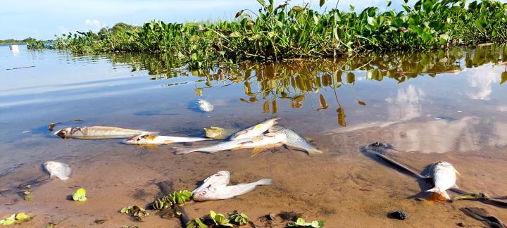 San Javier: falta de oxígeno y altísimas temperaturas provocaron mortandad de peces