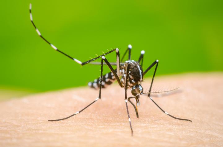Hay dos casos de dengue en el departamento: uno en San Javier y otro en Alejandra 