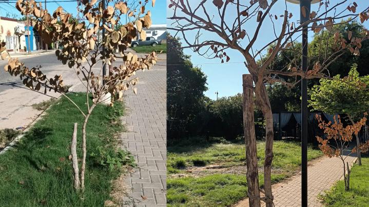 Santa Rosa: La Comuna investigará la aparición de varios ejemplares secos del arbolado público