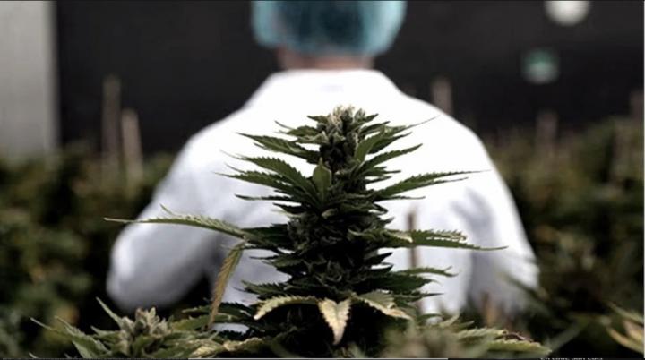 Cannabis medicinal: extienden a tres años el permiso para cultivar