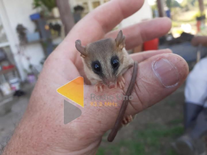 Encontraron un raro marsupial en Colonia San José 