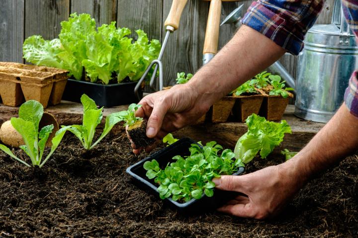 Borla impulsa un programa para plantación de árboles frutales y huerta orgánica en escuelas