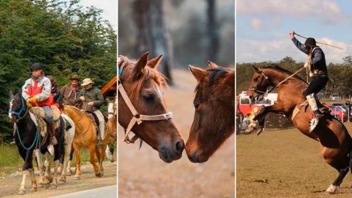 Ushuaia aprobó una ley que reconoce a los caballos como seres sintientes: controlarán las domas y jineteadas