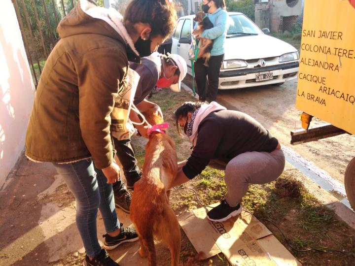 El municipio continúa con las castraciones barriales en San Javier 