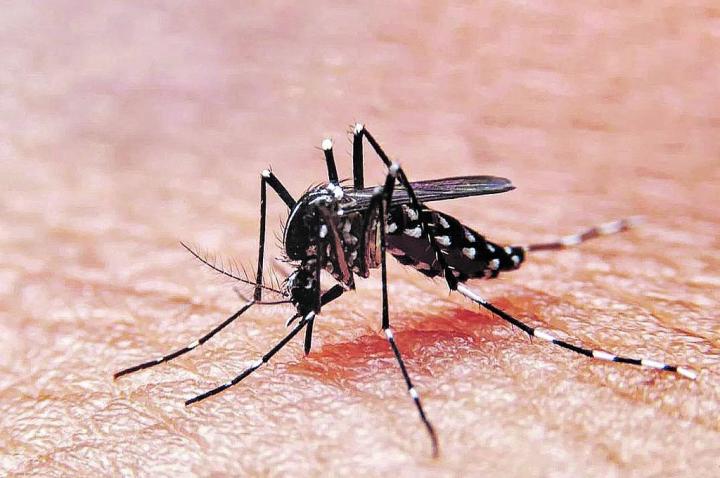 Dengue en la Provincia de Santa Fe: Se registraron 7.580 casos en lo que va del año