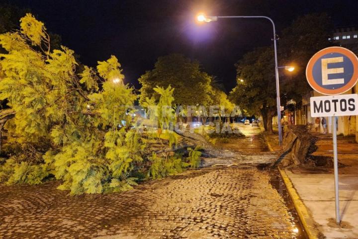 Temporal en Rafaela: árboles caídos, cables sobre calles y grandes destrozos