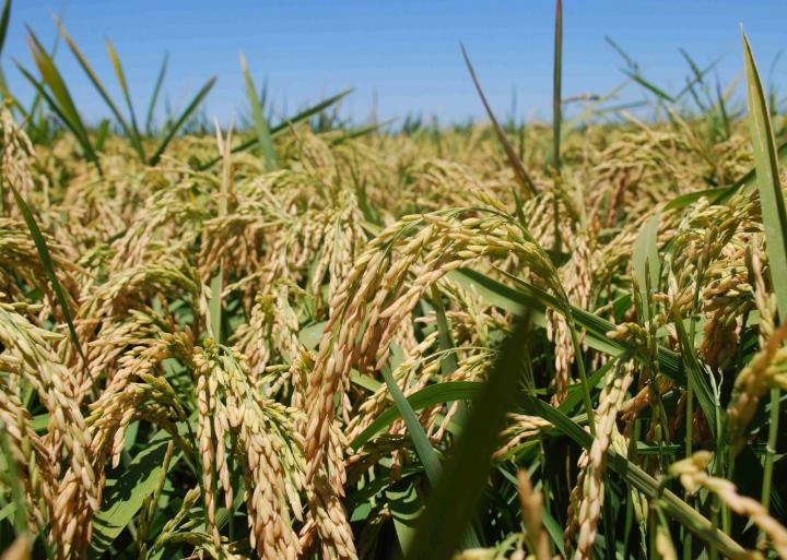 Innovación: Santa Fe a la vanguardia del mejoramiento genético del arroz