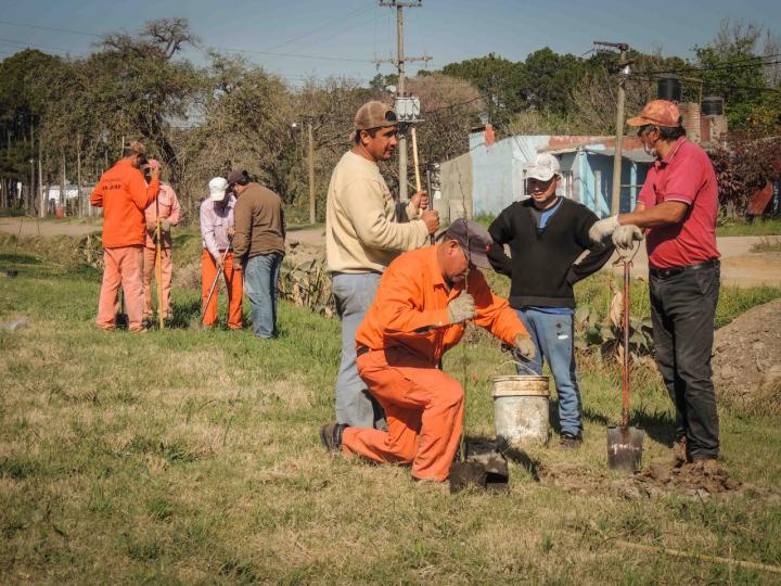 El municipio avanza con un importante plantación de árboles