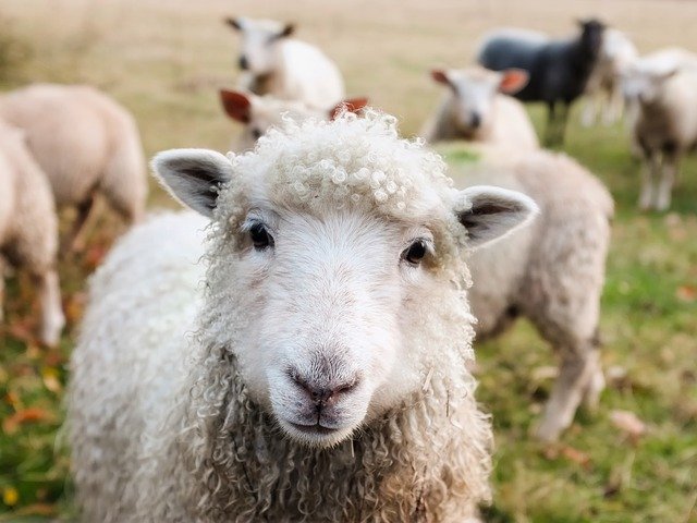 San Javier: ovejas denunciadas por invadir el campo del vecino