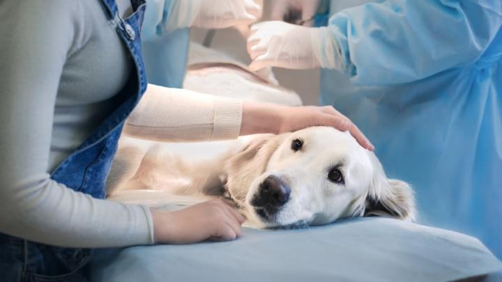 La concejal Paola Gauna impulsa guardias veterinarias en San Javier 