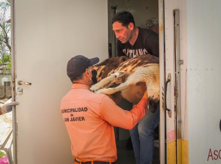 Cuarta jornada de castraciones animales en Barrio Santa Rosa de San Javier