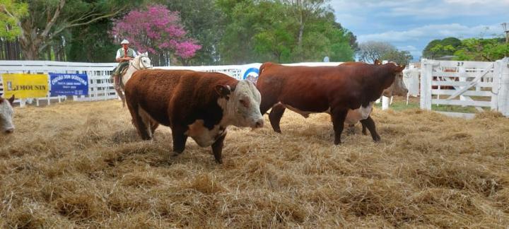 Exitoso remate de reproductores en la Sociedad Rural de San Javier 