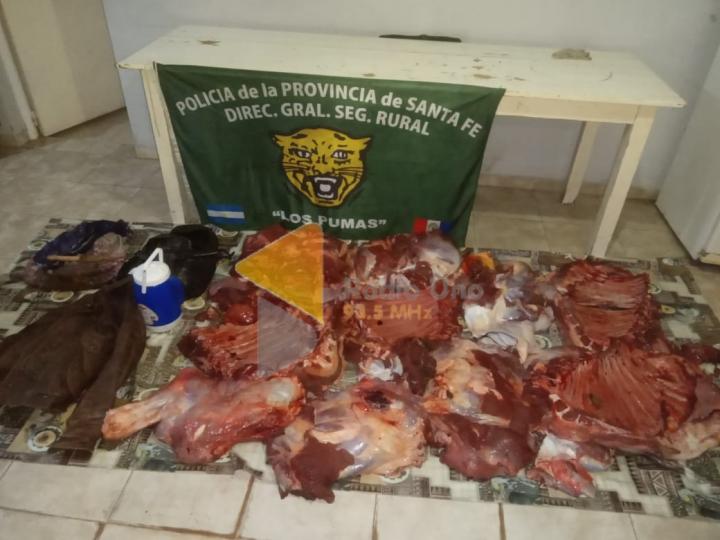 San Javier: Delincuentes iban con dos novillos carneados y los descubrieron Los Pumas 
