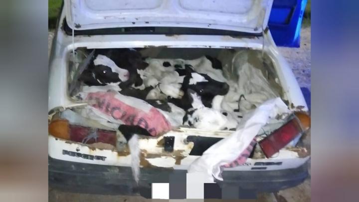 La policía de Cayastá descubrió 8 terneros escondidos en un auto