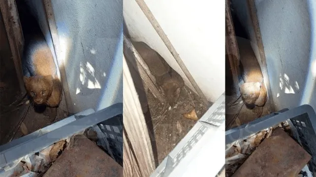 Encuentran un yaguarundí en el patio de una vivienda de Paraná
