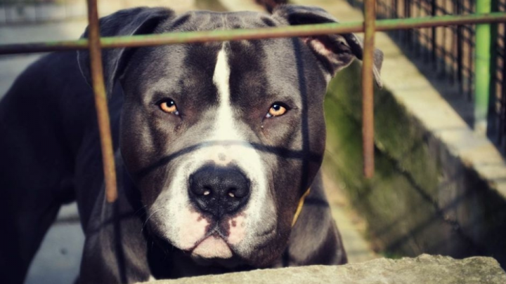 Perros peligrosos: la Legislatura santafesina trabaja un proyecto para regular su tenencia